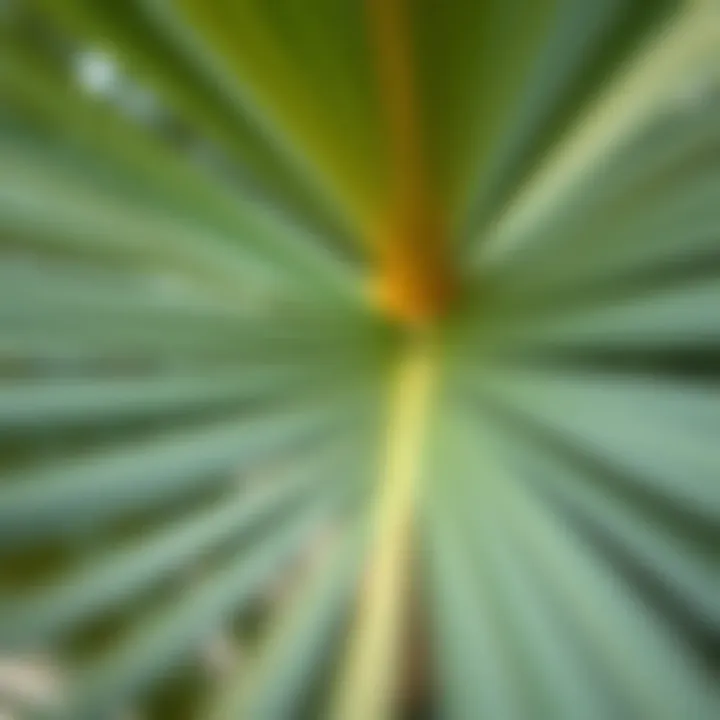 Close-up of Adagio Palm fronds showcasing its unique texture