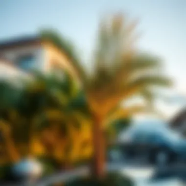 Adagio Palm contributing to a high-end property’s aesthetic appeal